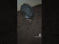 Tutorial Mencuri Telur Kura-kura...amankan biar tidak di injak induknya #trachemysscriptascripta
