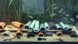L010a Rineloricaria Sp. Red Lizard Catfish  care and breeding maintenance