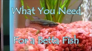 What You Need For A Betta Fish