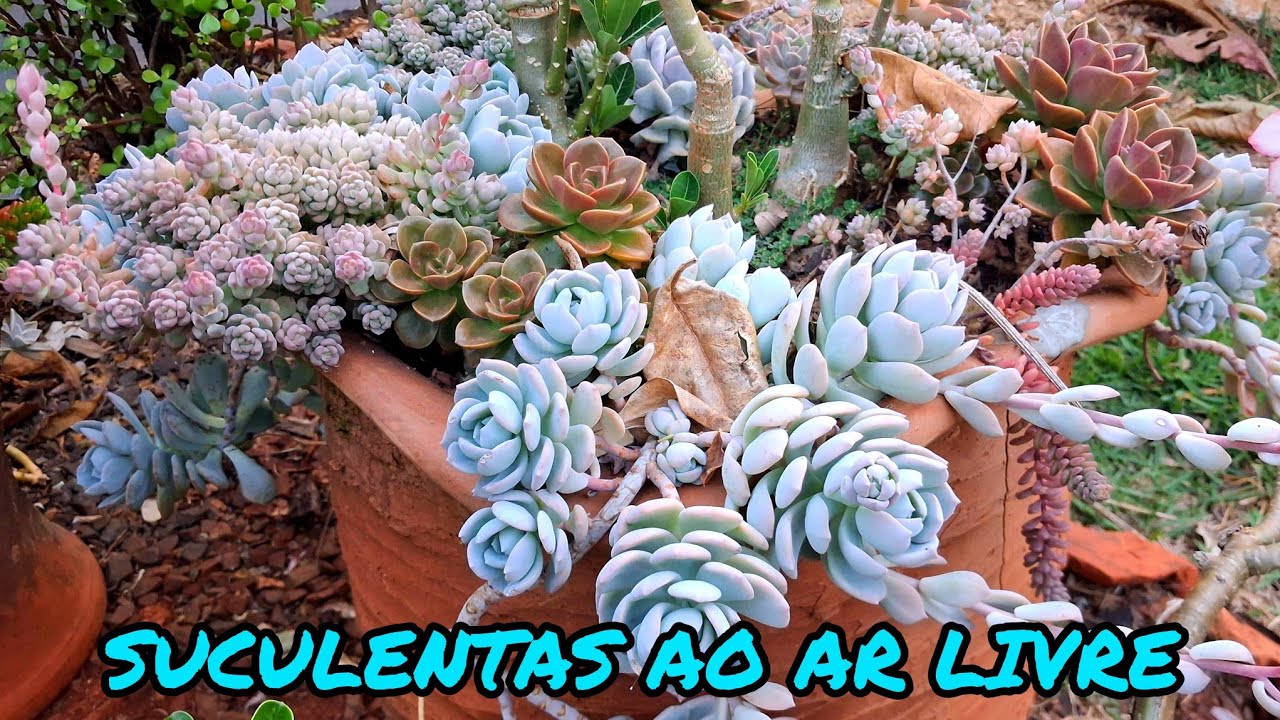 JARDIM DE SUCULENTAS NO TEMPO | UM TOUR PELAS PLANTAS DA MINHA SOGRA
