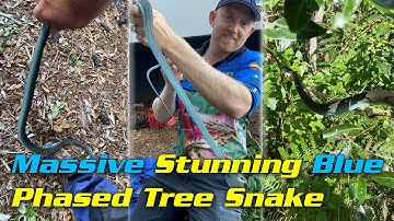 Massive Stunning Blue-Phased Tree Snake in Twin Waters 😍