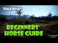 [Black Desert] Beginners' Horse Guide | Buying, Taming, Gearing, Best Skills, How to Get