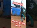 Street Dog Catching FA9LA #dog #ytshorts #streetdogplanet44 #catch #amazing
