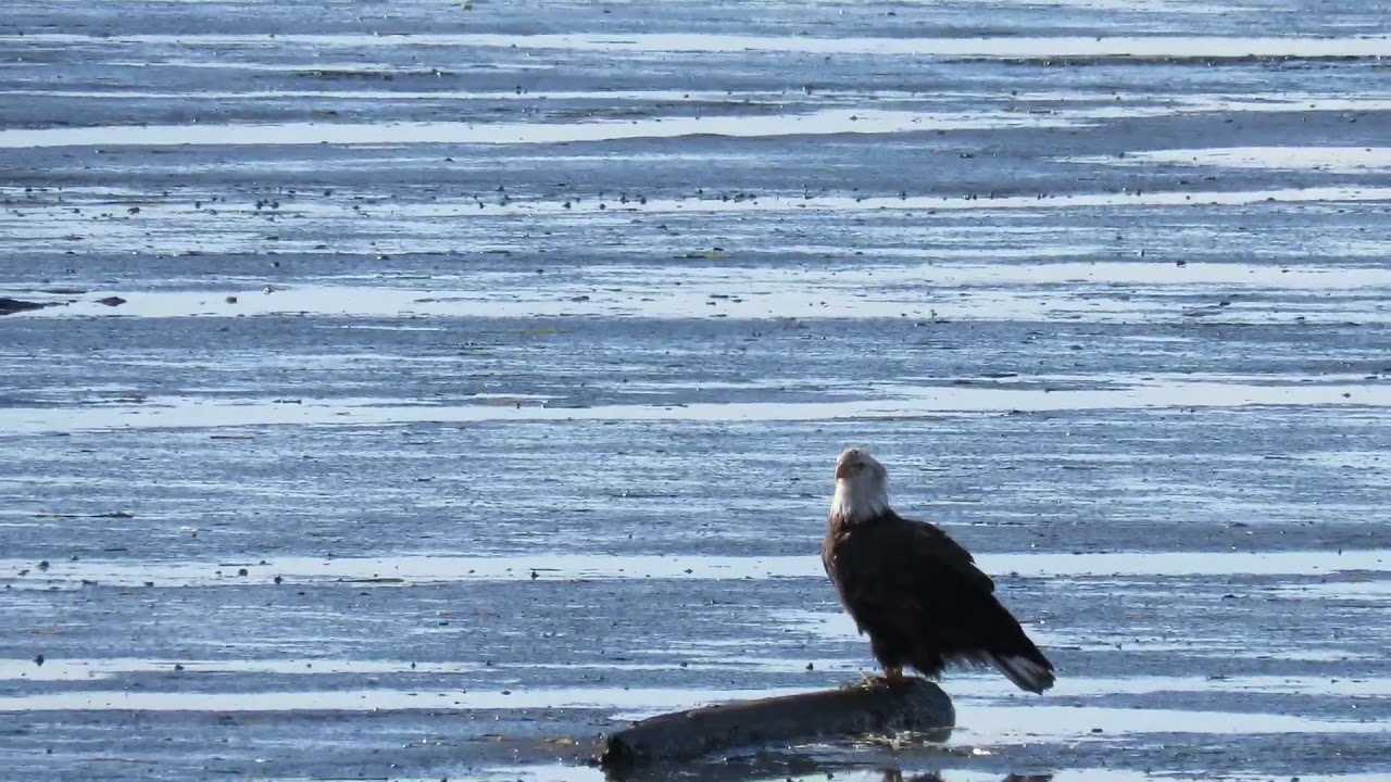 BC Ferries and a bald eagle share the coast
