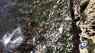 Scientists investigate latest fish kill in Biscayne Bay Update