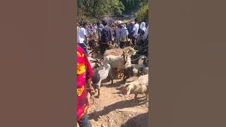 lisan maijor seisura maulei