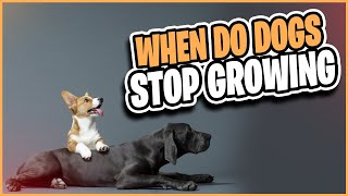 When do Dogs Stop Growing?? | Alpha Match by Alpha Match  43 views 2 years ago 10 minutes, 14 seconds