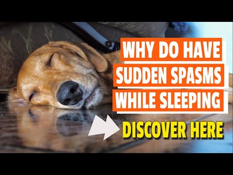 Video: Hvorfor ryster hunde, ryster og har muskelspasmer mens de sover?