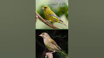 ذكر الخضري انثى الخضري 