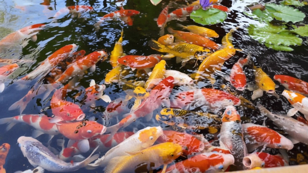 Beautiful Koi Pond for Relaxation - Peaceful Koi Aquarium in 4K