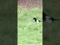 Spotting the Clever Eurasia Magpie in Epping Forest, London 捕捉 Epping Forest 的古靈精怪|喜鵲的林間跳躍 🐦