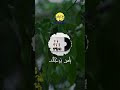 Jil Jilala Officiel يامن نرجاك Reels Shorts Jil Jilala جيل جيلالة Music Status 
