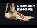 足首周りの解剖学と関節の硬さの関係を解説してみた