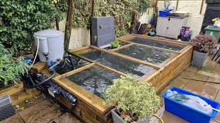 Bakki shower installation, net adaptation, Koi inspection/health check with a 60CM SURPRISE GIFT!