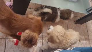 Cavoodle playing with a Shoodle