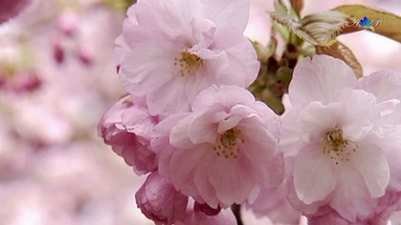 🌷 Happy Women's Day 🌷 Romantic Saxophone - YouTube