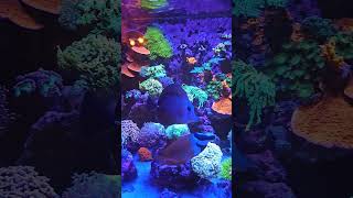 Download Lagu Mixed reef tank #reggae #music #love MP3