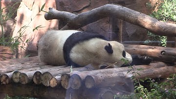 San Diego Zoo celebrates Panda Day, 1-year anniversary of pandas