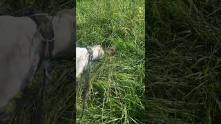 🔴 DOGO ARGENTINO FINDS ABANDONED FAWN 🦌 in Tall Grass | #4k #dogoargentino screenshot 4