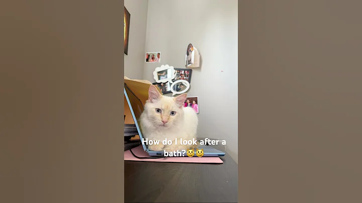 Video 8893281: cat cute funny facts, cat live lovely