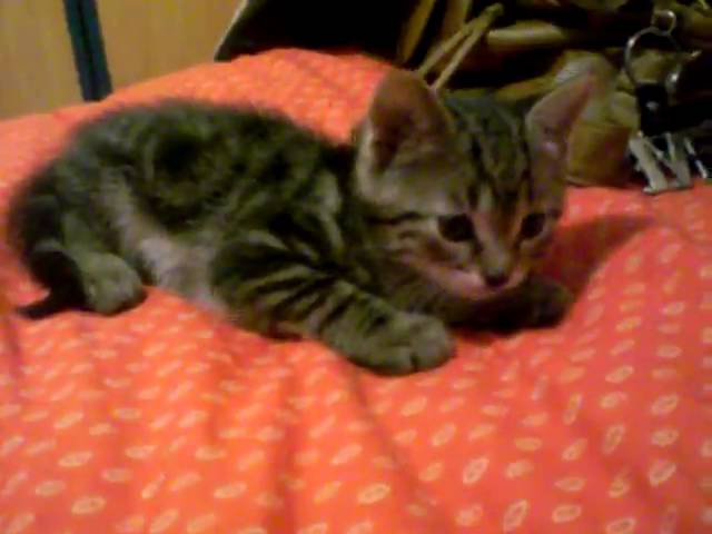 Bebe Chat Leo Qui Commence A Jouer Avec Mes Affaires Youtube Bebe Chat Leo Qui Commence A Jouer Avec Mes Affaires Youtube