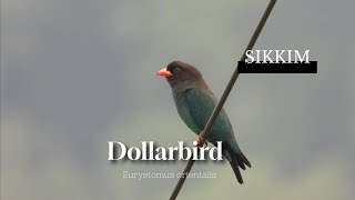 This bird carried $Dollars in his wings : Dollarbird (Eurystomus orientalis) #birdsofsikkim #sikkim screenshot 2