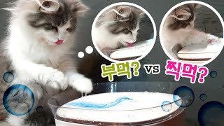 Will the cat put its paws in to drink running water? by 피니엔스FINIENCE CATS 10,159 views 2 years ago 6 minutes, 12 seconds