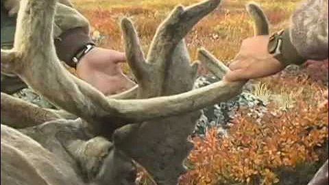 Hunting Caribou in the North West Territories - Wi...