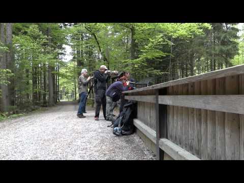 Gemischtrassiger Muschisaft Wald Oral