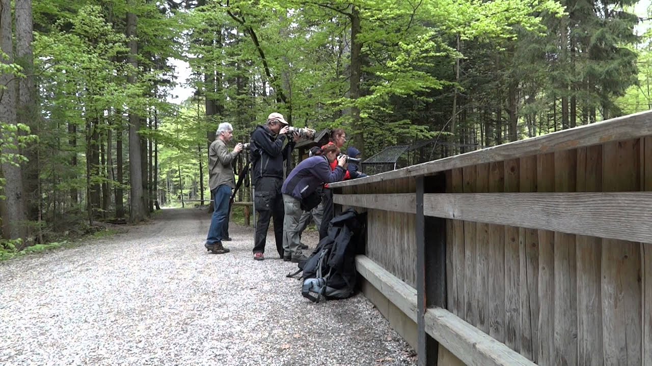 Nationalpark Bayrischer Wald - Tierfreigelände