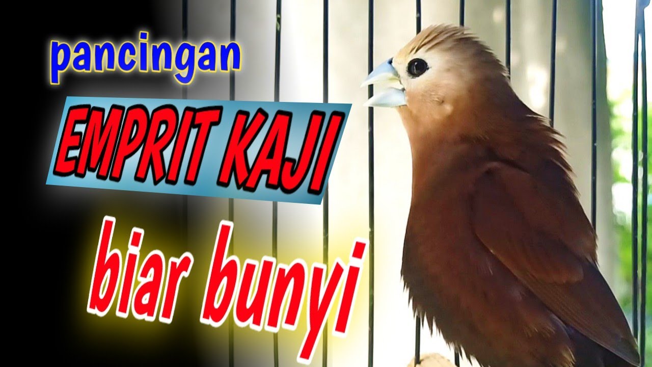 Burung Emprit Kaji Muda: Pembahasan Lengkap tentang Burung Emprit yang Sedang Berkembang