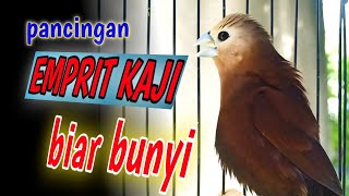 pancingan burung emprit kaji gacor isian suara burung kenari