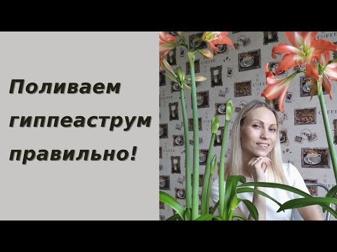 Не цветёт гиппеаструм?? Поливай правильно!