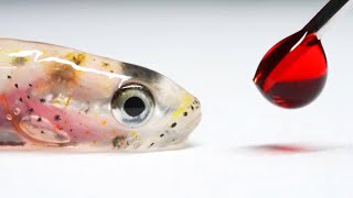 透明な魚に赤い液体を注入すると…