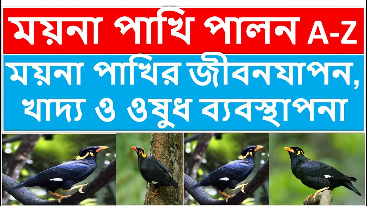 ময়না পাখির জীবনযাপন খাদ্য ও ওষুধ ব্যবস্থাপনা ll ময়না পাখি পালন পদ্ধতি ll Indian Hill Mynah