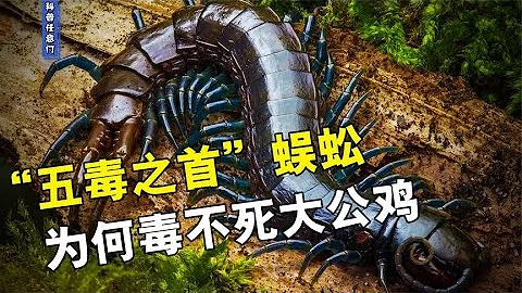 吃蜈蚣就像嚼辣條，蜈蚣作為「五毒之首」，為何毒不死大公雞？【科普任意門】 - 天天要聞