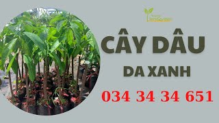 Mua cây dâu da xanh ở đâu| Tiên Garden| 0343434651