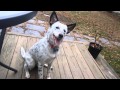 How to keep your Cattle Dog from Whining (*∞) How to keep your Cattle Dog from Whining (*∞)