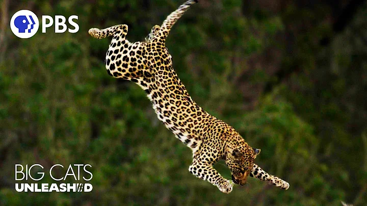 Why Do Leopards SKYDIVE? Incredible Big Cat Hunting Techniques thumbnail