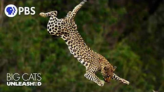 Why Do Leopards SKYDIVE? Incredible Big Cat Hunting Techniques