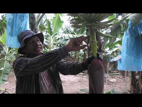 Video: Enfermedad del racimo en los árboles de pacana - Tratamiento de la enfermedad del racimo del árbol de la pacana en los jardines