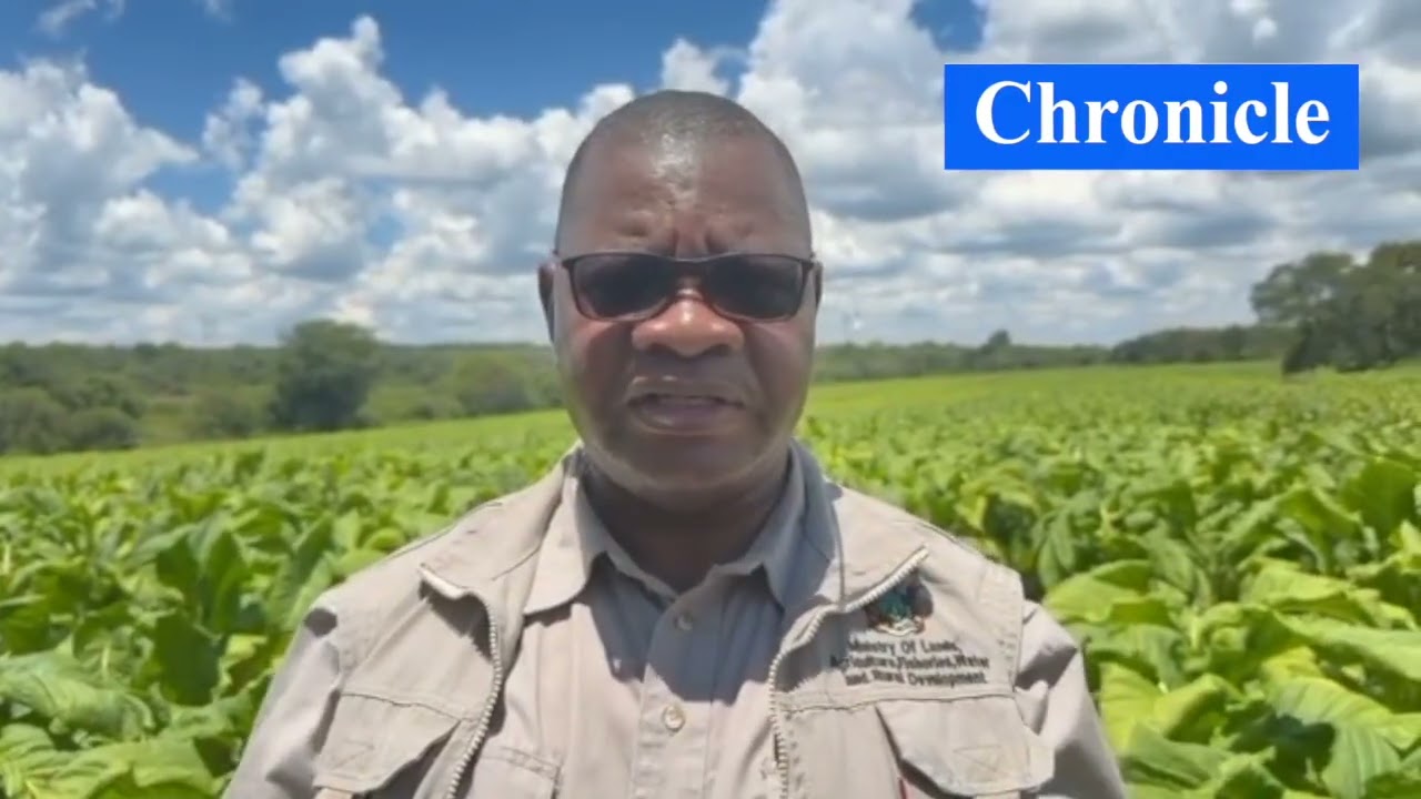 when to plant tobacco outside Cigarette Tobacco Leaf