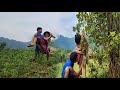 Harvesting soybeans the hard and poor life of a mountain couple ly kim chi