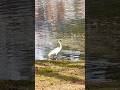 The moment this Egret turns into a DEADLY weapon! 🤯#egret #naturelovers #nature #wildlife