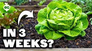 The Fastest Crops You Can Grow (Seed to Plate in WEEKS)