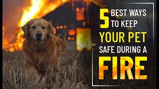 5 Best Ways to Keep Your Pet Safe during a Fire