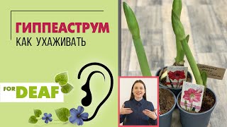 видео: Гиппеаструм { СУРДОПЕРЕВОД } луковичное растение для дома с цветами колокольчиками. Как подружиться картинка: Гиппеаструм { СУРДОПЕРЕВОД } луковичное растение для дома с цветами колокольчиками. Как подружиться