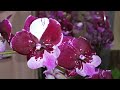 Биглипы и множество орхидей с названиями в свежем завозе Экофлоры г. Омск