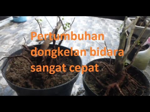 Bonsai Bidara  Juara Gambar  Bonsai 2021