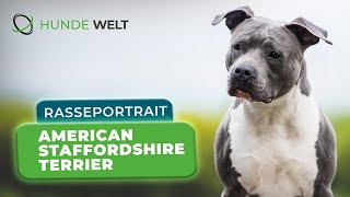 American Staffordshire Terrier - Reportrait Aussehen, Wesen & Erziehung